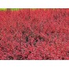 红叶小檗批发；红叶小檗价格；红叶小檗基地；青州钰树花卉