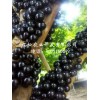 嘉宝果价格——树葡萄种苗价格量大从优