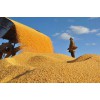 优质小麦供应商推荐 求购陕西小麦