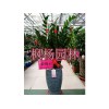 郑州绿化工程——河南优惠的室内花卉