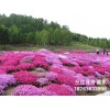 【三江超棒的】青州芝樱 青州芝樱花 芝樱花种植基地