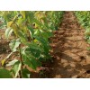 知名的烟台大樱桃苗供应商 大樱桃一亩地种多少棵