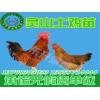 贵州土鸡苗，南宁知名的鸡苗供应商推荐