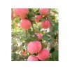 想要品质好的红富士苹果就来弥乐园农业——红富士苹果价格报价