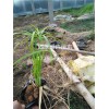 潍坊知名的旱伞草供应商推荐——旱伞草小苗基地