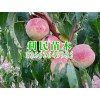 优质丽秋桃苗就在青州利民苗木，丽秋桃苗基地