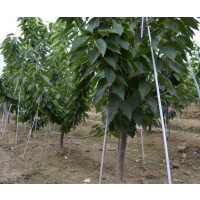 大樱桃苗砧木养殖的方法