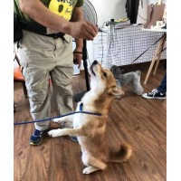 湖南宠跟班训犬学校 训狗，训犬，训犬学校，训犬师培训