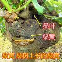 龙井桑黄种植基地丰禾堂